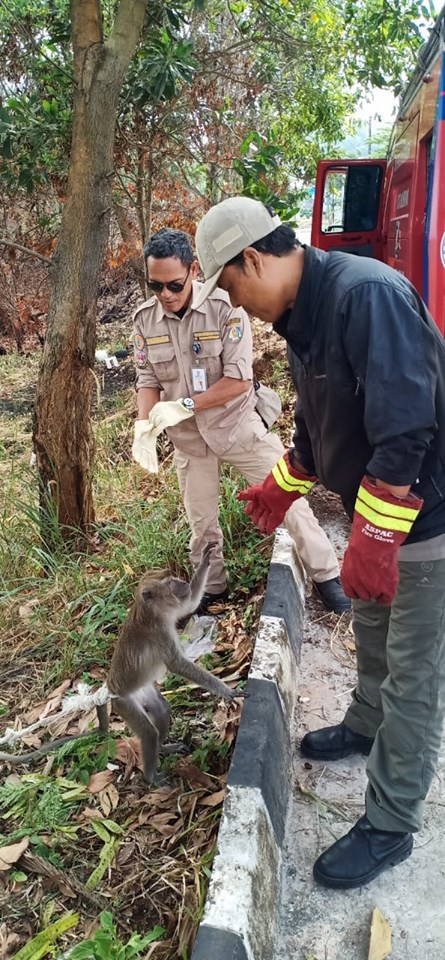 Penanganan Hewan Liar jenis Monyet 3 September 2019