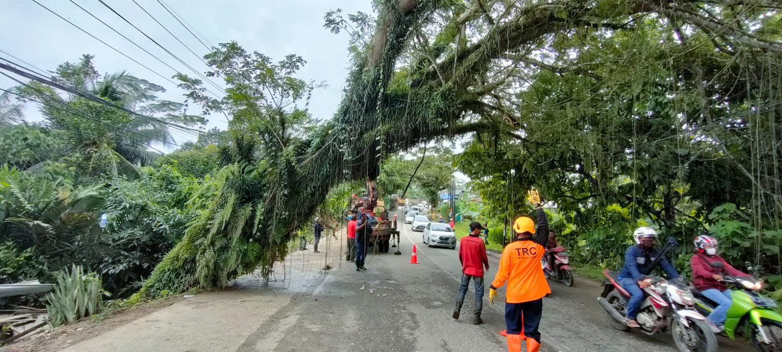 Penanganan Pohon Tumbang 