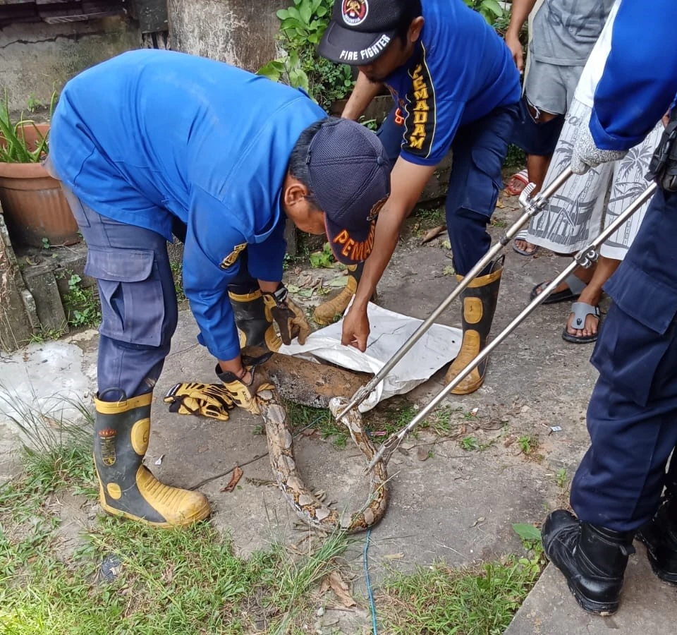 BPBD Evakuasi Ular Piton BPBD Evakuasi Ular Piton